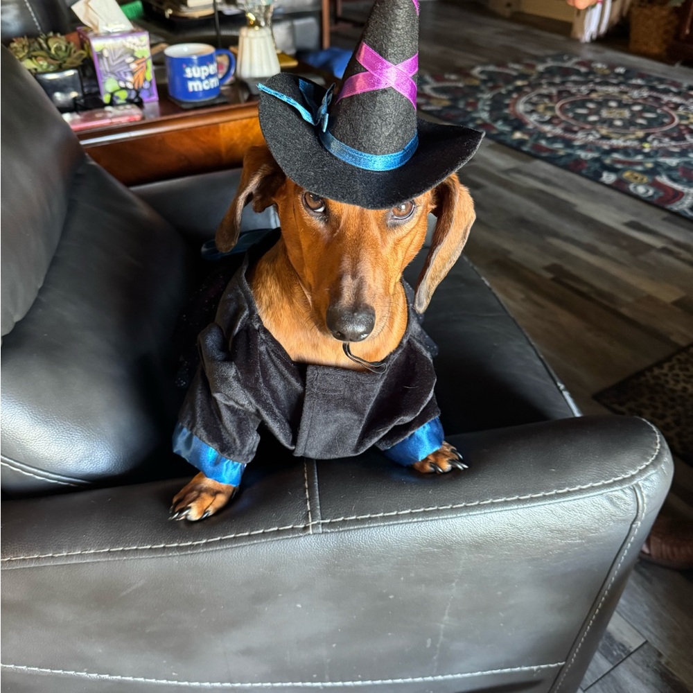 Ashland Pink and Blue Dog Witch Costume with Hat